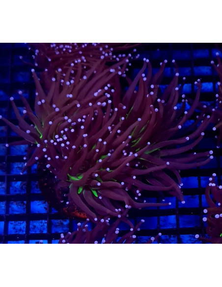 Euphyllia jocker CITES: 26PTLX00619I