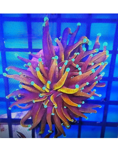 Euphyllia Hellfire torch CITES: 26PTLX00619I