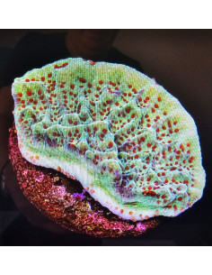 Montipora strawberry CITES: 26PTLX00062I