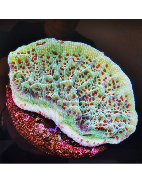 Montipora strawberry CITES: 26PTLX00062I
