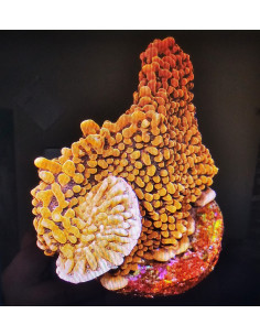 Montipora Mystic Sunset CITES: 26PTLX00062I