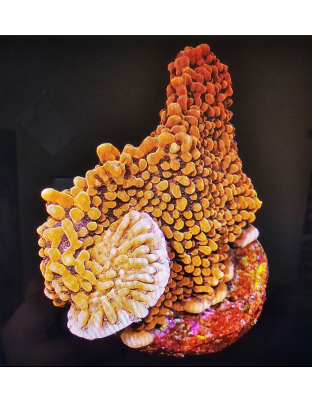 Montipora Mystic Sunset CITES: 26PTLX00062I