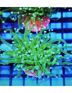 Euphyllia green torch CITES: 26PTLX00619I