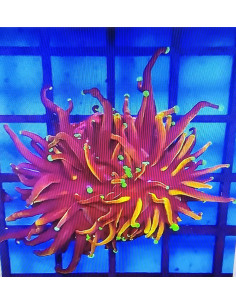 Euphyllia New York Nick CITES: 26PTLX00619I