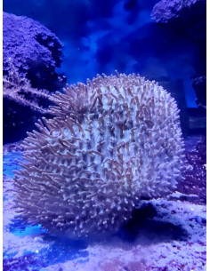 Sarcophyton Urchin Green