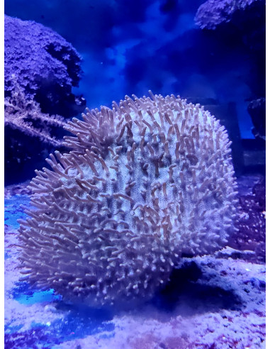 Sarcophyton Urchin Green
