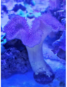 Sarcophyton urchin morado