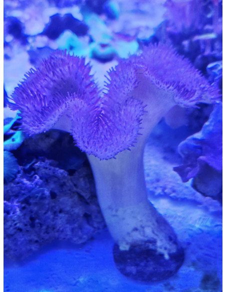 Sarcophyton urchin morado
