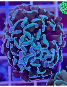 Euphyllia parancora