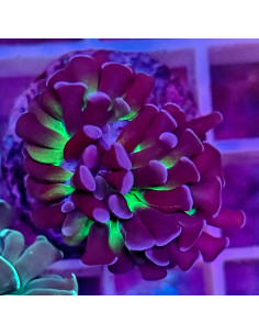 Euphyllia parancora