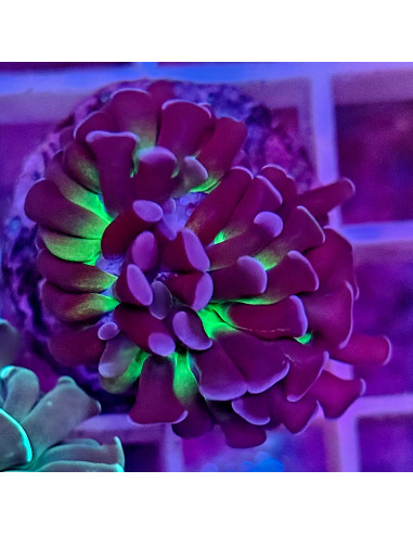 Euphyllia parancora