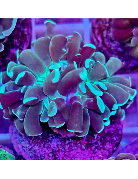 Euphyllia parancora