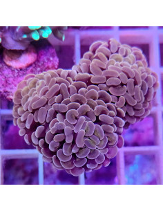 Euphyllia parancora