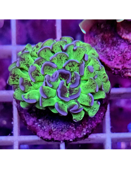 Euphyllia parancora