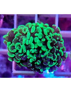 Euphyllia parancora