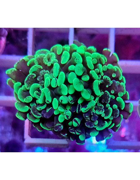 Euphyllia parancora