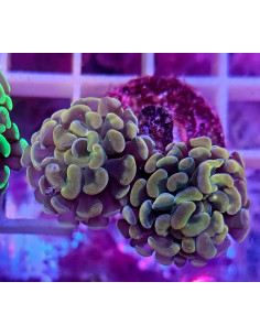 Euphyllia parancora