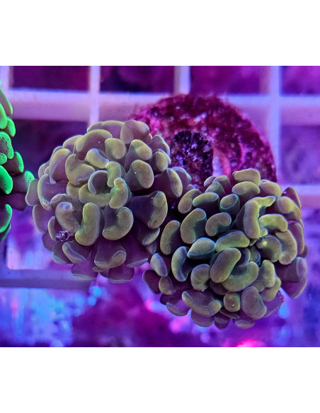 Euphyllia parancora