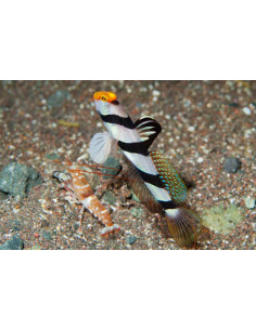 Stonogobiops xanthorhinica + alpheus bellulus