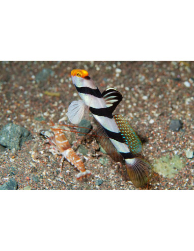 Stonogobiops xanthorhinica + alpheus bellulus