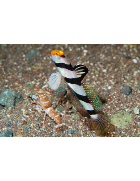 Stonogobiops xanthorhinica + alpheus bellulus