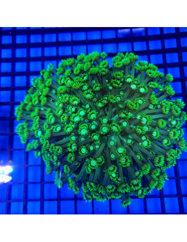 Goniopora green fluor CITES: 26PTLX00640I