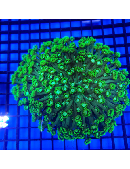 Goniopora green fluor CITES: 26PTLX00640I