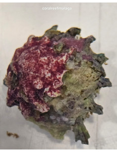Astraea Tecta