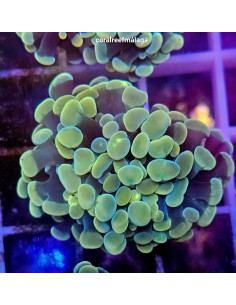Euphyllia parancora gold