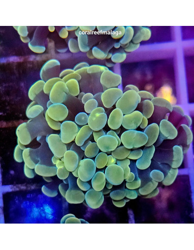 Euphyllia parancora gold