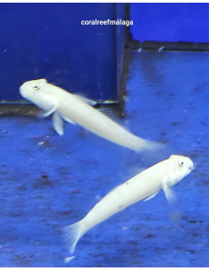 Valenciennea sexguttata (pareja)