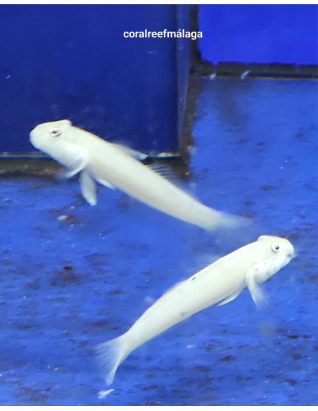 Valenciennea sexguttata (pareja)