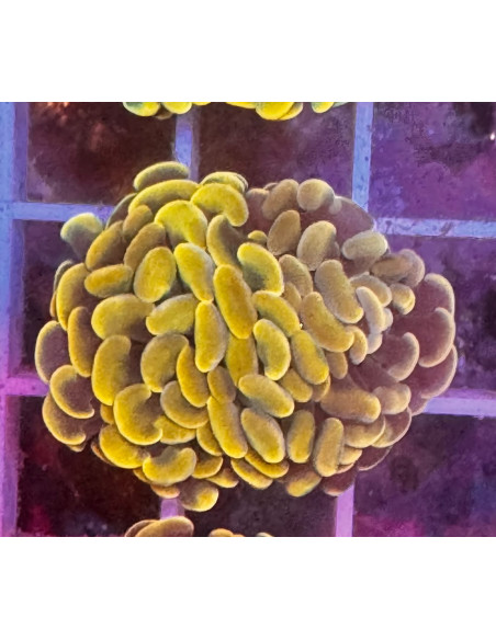 Euphyllia Hammerhead gold 24K