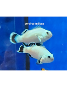 Amphiprion ocellaris (Snow Storm)