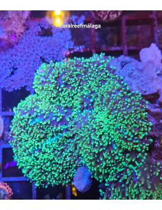 Rhodactis Indosinensis Green