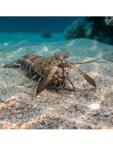 Squilla sp.