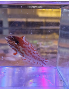 Macropharyngodon choati