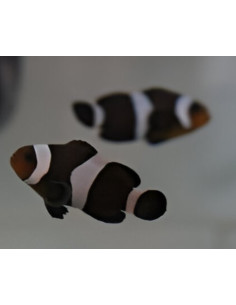 Amphiprion Ocellaris Black & White