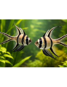 Pterapogon kauderni  pareja