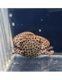 Liomera sp. 2