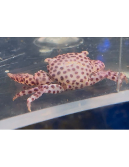 Liomera sp.