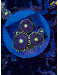 Blue Daisy