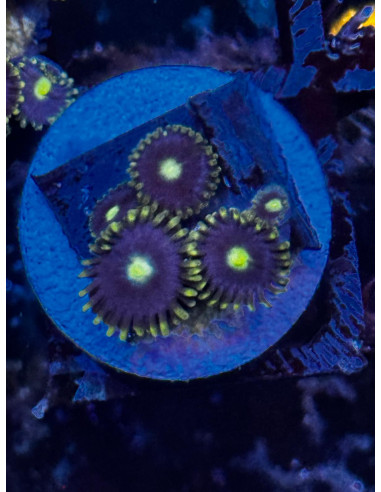 Blue Daisy