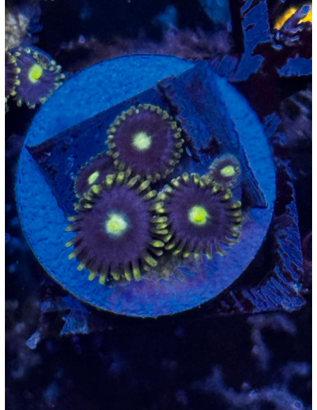 Blue Daisy