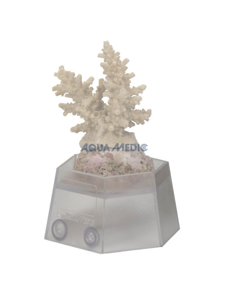 Coral Holder