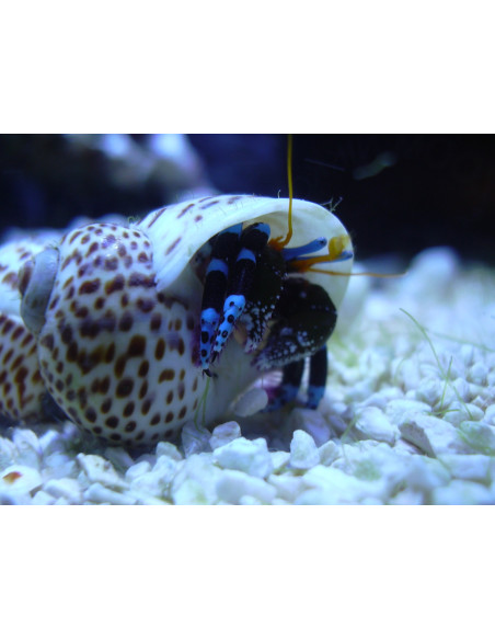 Calcinus Elegans XL