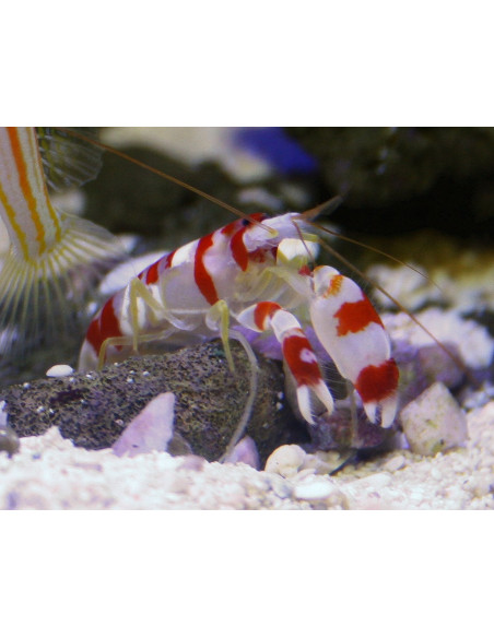Alpheus randalli
