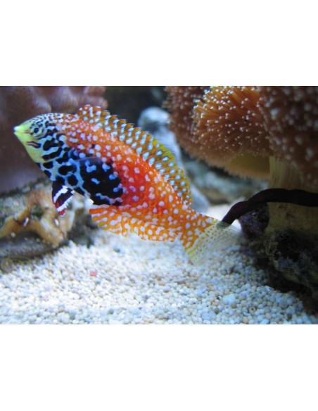 macropharyngodon bipartitus