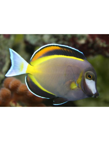 Acanthurus Japonicus