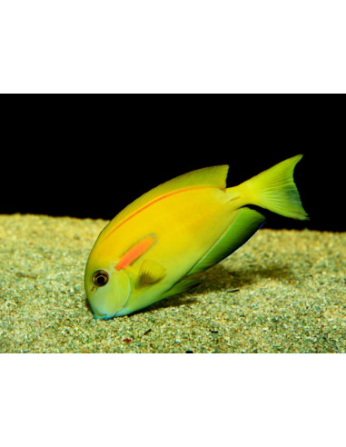 Acanthurus olivaceus  juvenil